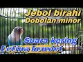 Download Lagu JEBOL BIRAHI ‼️ suara kering minor masteran betina konslet