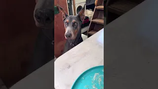 #fyp #dream #doberman #pets #boat