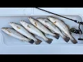 LIMIT of Speckled Trout Caught in Southeast Texas