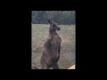 Download Lagu Kangaroo finds Australian man's home, wants revenge!