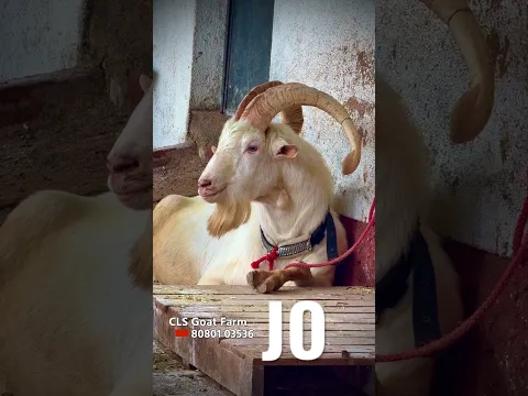 Jo ~ One of the most beautiful Saanen Goats in India ~ at CLS Goat Farm Manor