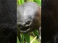 Rain frog