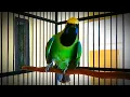 Download Lagu Cucak Hijau Kepala Kuning | CHKK | Gacor full Jamtrok isian Kasar