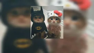                  مترجمه دندنها