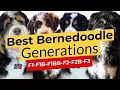Best Bernedoodle Generations F1 F1B F1BB F2 F2B F3