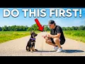 Puppy Training Basics What You MUST Do First
