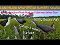 Download Lagu Di jamin Ampuh Suara pikat ruak ruak Betina pemanggil jantan 2 menit langsung Datang