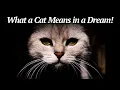 What a Cat Means in a about Dream Interpretation