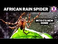 Housing the RAIN SPIDER - Palystes johnstoni