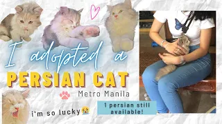 I Adopted a Persian Cat in Metro Manila Best Decision Ever Meeting Piper Philippines