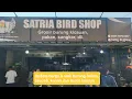 Download Lagu Update harga \u0026 stok burung, beo, konin, kenari, jalak suren, putih dan burcil lainnya#satriabirdshop