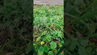 محمد عبده هلا بلطيب الغالي خبيزة بألمانية 