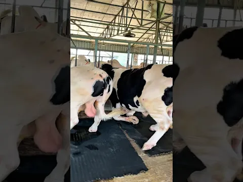 Enormous Holstein bulls stand together, waiting for their lunch to arrive 🐂🌾