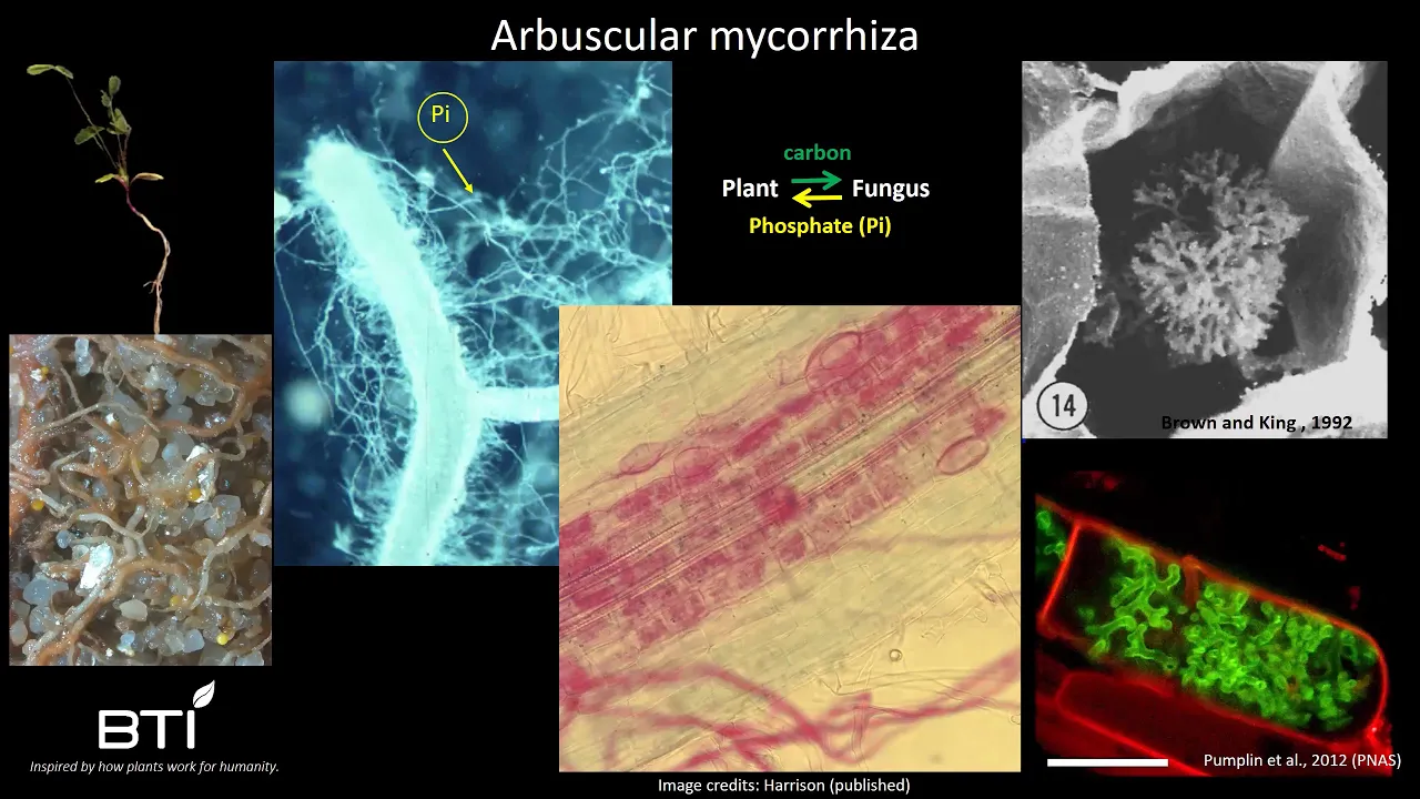 “Microscopic Relationships Could Reduce Fertilizer Use” - Maria Harrison