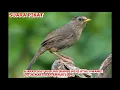Download Lagu SUARA PIKAT BURUNG WAMBI MINI ATAU HWAMEI UNTUK MASTERAN AMPUH 100%