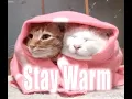 stay warm
