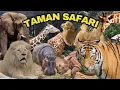 Download Lagu UPDATE TERBARU Taman Safari Bogor | Kebun Binatang | Harga Tiket, Aneka Hewan dan Animal Show