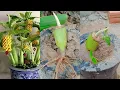 Download Lagu Best skills: bananas tree grafting from bananas fruits in pot 100% growing