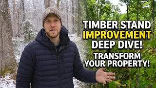 Why Most Landowners Get Timber Stand Improvement Wrong
