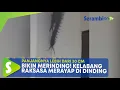 Download Lagu Bikin Merinding, Kelabang Raksasa Merayap di Dinding Perkantoran