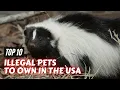 Top 10 Illegal Pets to Own in USA