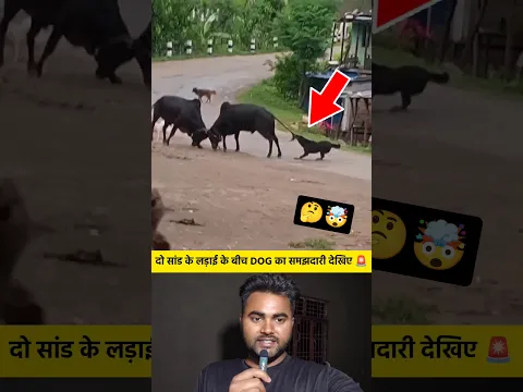 दो सांड के लड़ाई के बीच DOG 🐕 का समझदारी देखिए 🚨 #shorts #bull #dog #mindset #shortvideo #viralvideo