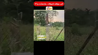 أغرب مواقف للحيوانات هتدهشك ج176 