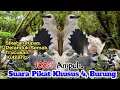 Download Lagu SUARA PIKAT BURUNG SIKATAN KIPAS. PELANDUK SEMAK. TRUCUKAN. KUTILANG.