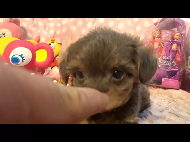 動画
