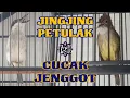 Download Lagu JINGJING PETULAK feat CUCAK JENGGOT GACOR  !!! KOMBINASI MASTERAN BURUNG KICAU