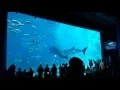 Download Lagu Two Whale Sharks Swim into Each Other at Georgia Aquarium