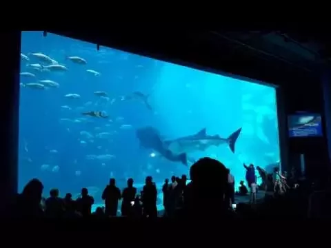 Download MP3 Two Whale Sharks Swim into Each Other at Georgia Aquarium