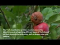 Fruits Classification using Deep Learning
