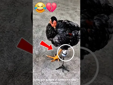 TRY NOT TO LAUGH 😭 🤣💔 #trending #shorts