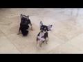 Sally Sophia - Tri-Colored Female Chihuahuas Sweetie Pie Pets