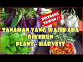 Download Lagu Tanam Timun, Bawang, Tomat, Daun Sirih Cina | Plant Garlic, Cucumber \u0026 Harvest Tomato at Home