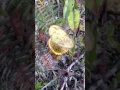 Nepenthes Stenophylla and ant - Borneo - Bario