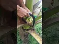 Download Lagu Old Coconut flower cutting 🌴🌺#coconut #toddy #coconutwine #coconutfarming