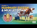 Class 11 Mammary System Milk Secretion Letdown in Dairy Cows Moo Techie