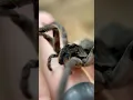 The BIGGEST WOLF SPIDER In The US