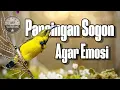 Pancingan SOGON agar emosi dan bunyi gacor #pancingansogon #sogongacordor