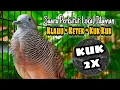 Download Lagu Perkutut LOKAL gacor KUK double - Paling di gemari para Pejabat