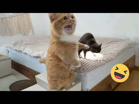 Download MP3 Try Not To Laugh Cats And Dogs Videos 😁 - Best Funniest Animals Video 2024 #7