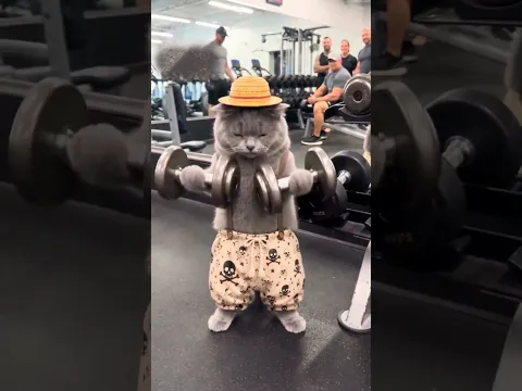 Cat makes his muscles 💪