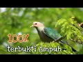 Download Lagu Suara Pikat Burung Pergam Timor..