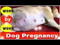 Dog Pregnancy Week by Week Images 2019