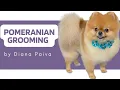 POMERANIAN GROOMING TUTORIAL - How to groom a Pomeranian Step by Step