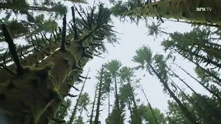 aurora the seed haik concert live