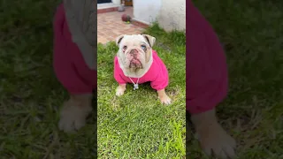 POLAR CASTIGÓ A DIXY INJUSTAMENTE 🐶😈