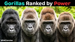 All 4 Gorillas Ranked by How Powerful They Are